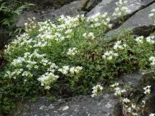 Saxifraga corbariensis